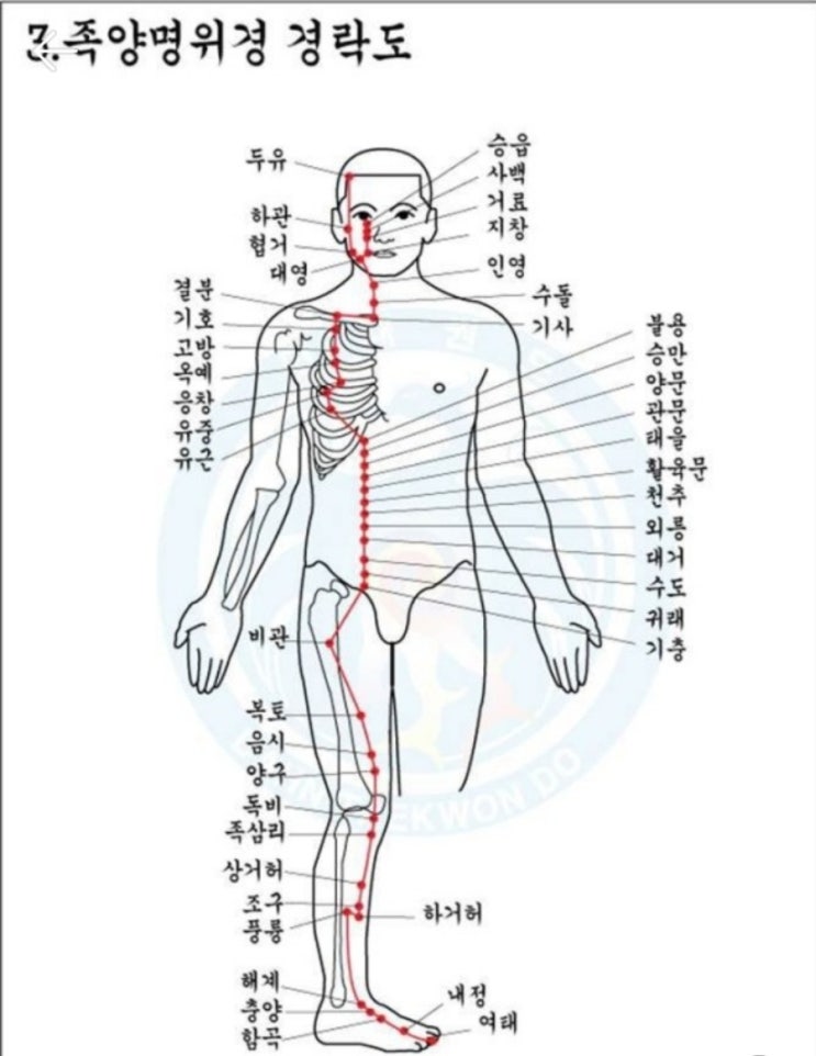  경락과 트리거포인트