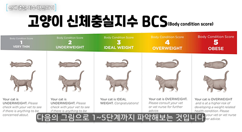 고양이 하루 적정량 사료 급여량 계산법 하루 필요 칼로리는 얼마일까? : 네이버 블로그