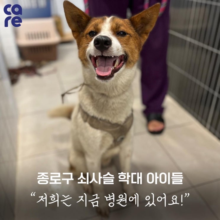  “종로 쇠사슬 학대 속에서 구출된 아이들, 잘 있습니다!” c 동물권단체케어/ care
