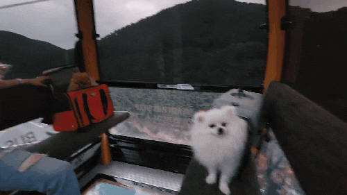  애견동반으로 즐겁게 다녀온 부산송도해상케이블카 후기