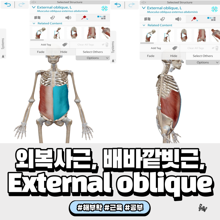  외복사근 배바깥빗근 External oblique 해부학(기시, 정지, 작용)