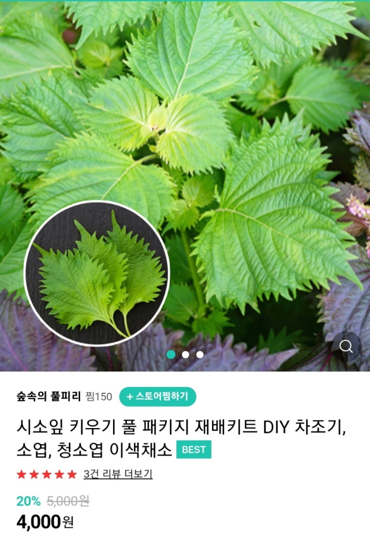  일본 깻잎 (오오바,시소) 키우기 !