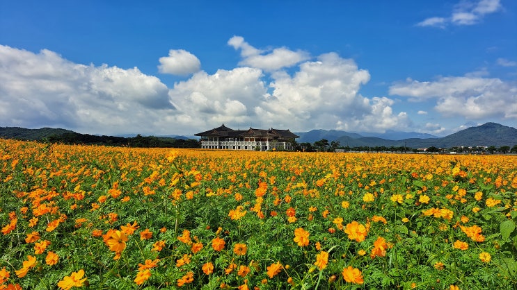  8월 경주 여행에 가볼만한 분황사 황화코스모스