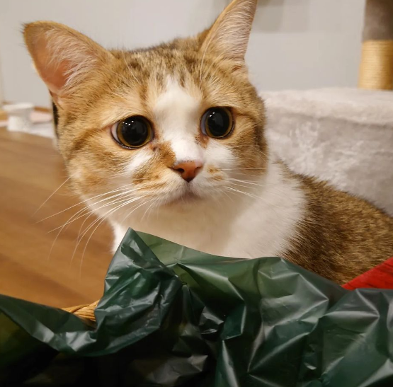  고양이 골골송 하는 이유 A to Z