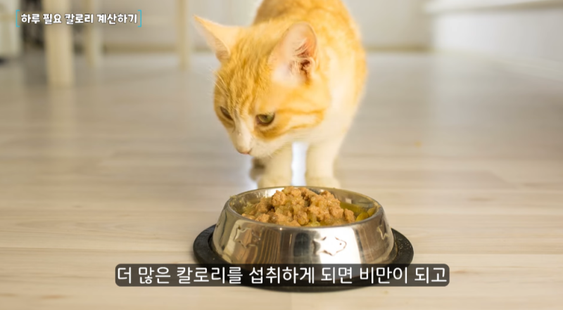 고양이 하루 적정량 사료 급여량 계산법 하루 필요 칼로리는 얼마일까? : 네이버 블로그