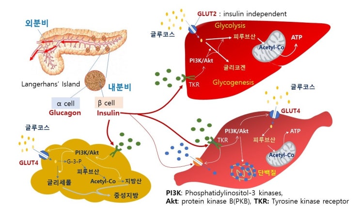  당수송단백체 GLUT4(glucose transporter)와 혈당유입, 인슐린저항성(insulin resistance)