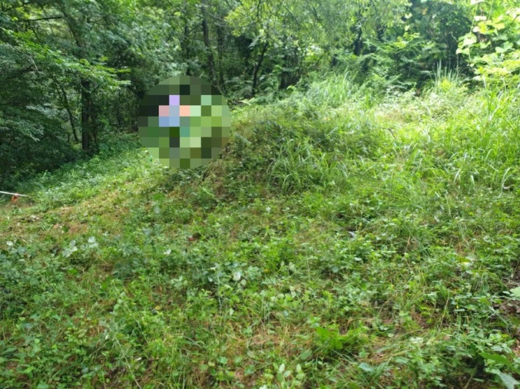  2022년 경북 구미시 고아읍 횡산리 벌초대행 고인돌장묘개발 #구미벌초 #벌초대행 #벌초 #추석벌초 #선산벌초 #김천벌초