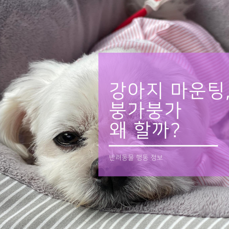  암컷 수컷 강아지 마운팅 붕가붕가 행동 의미와 교정 방법은?