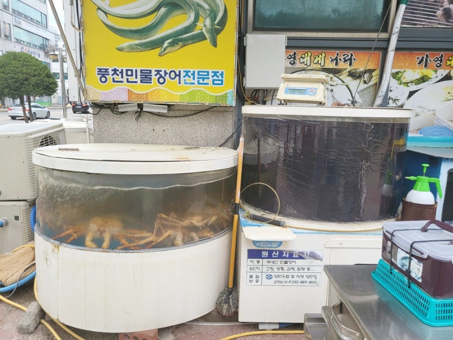 가영대게나라 사진 6