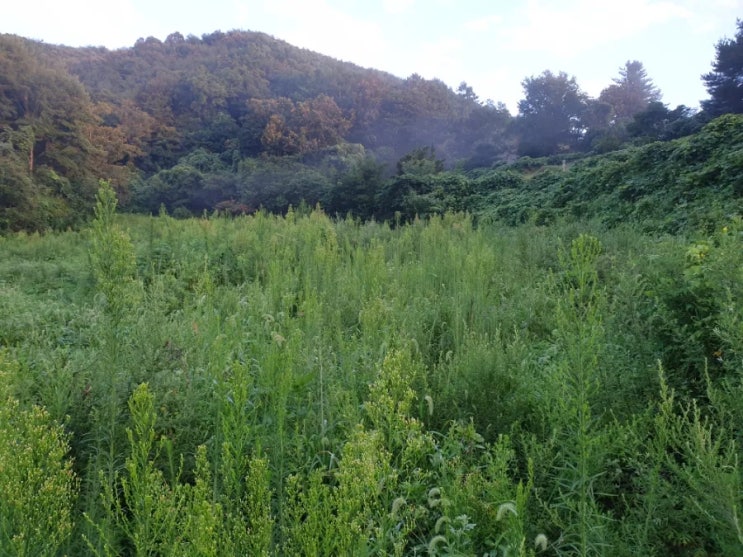  2022년 김천시 구성면 용호리 구성벌초 고인돌장묘개발 김천벌초 #벌초대행 #벌초 #추석벌초 #김천벌초 #선산벌초 #구미벌초