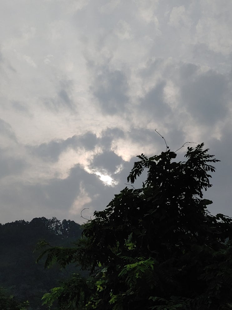 오늘같이 흐린날 아리산을 거닐며 보는 여러 모습들 오늘같이 흐린날 아리산을 거닐며 보는 여러 모습들