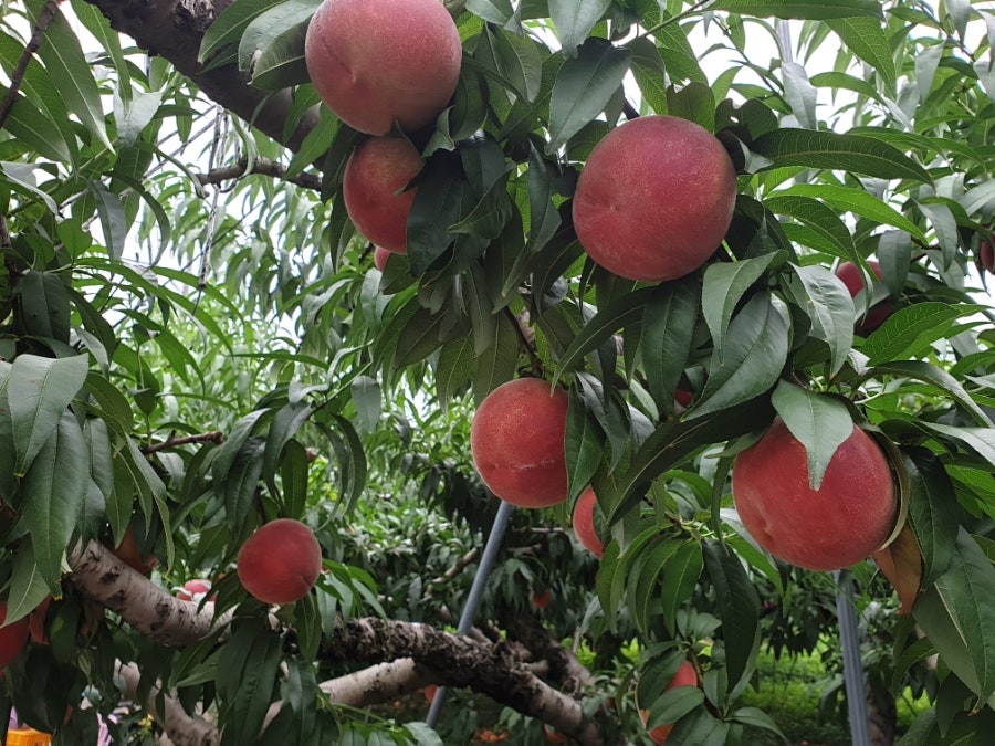 덕산풍년떡집 사진 2