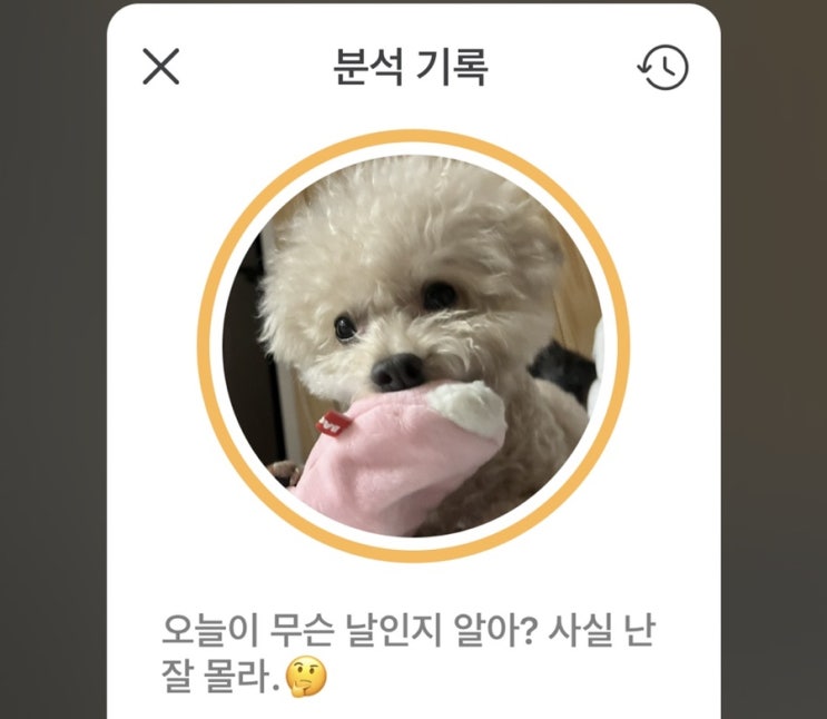  강아지어번역기 강아지언어번역 강아지말번역 어플 사용해보기