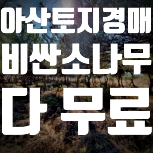  아산 경매 토지 조경수 가져가세요