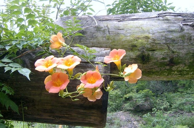  걷고 사랑하며 #222: 7월, 안산과 홍제천 물레방아집의 능소화(凌宵花, Chinese Trumpet Creeper)