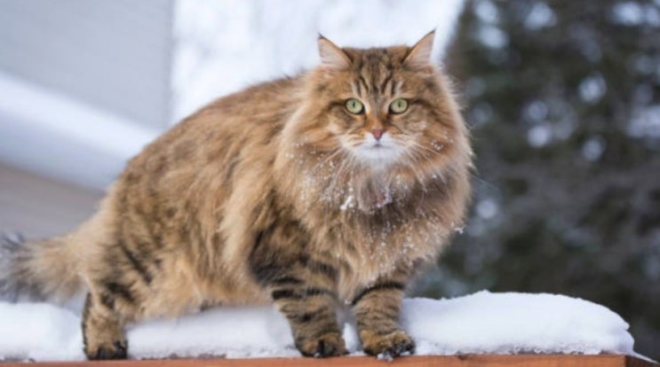 시베리안 고양이 기본정보, 러시아의 고유 고양이 품종 (18)