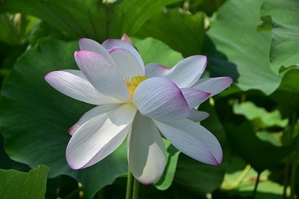 (유)천진 이미지