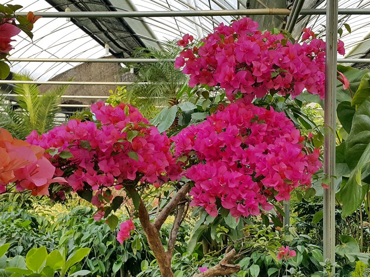  부겐베리아(Bougainvillea glarba) 꽃말 가지치기 물주기 주의사항
