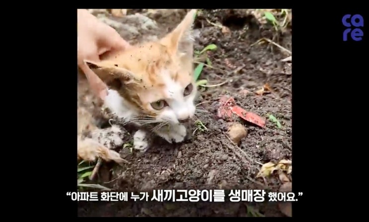  “고양이 생매장 사건” 동물권단체케어/ care