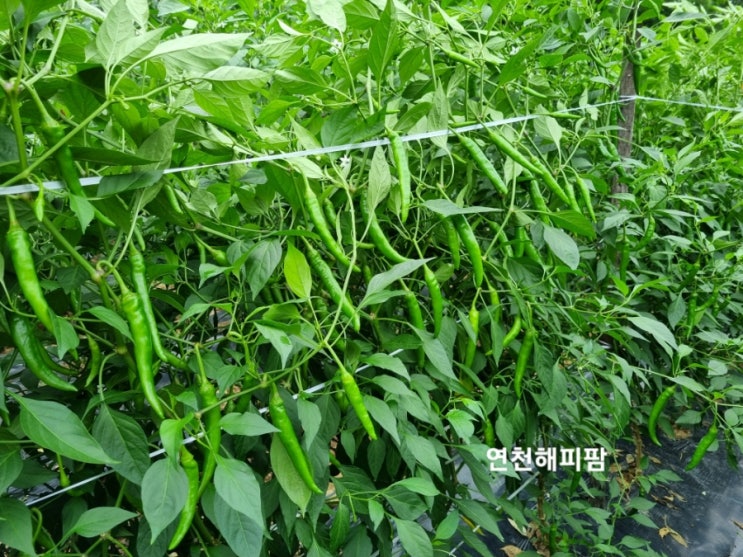  김장무심기 노지 고추밭 유인줄작업