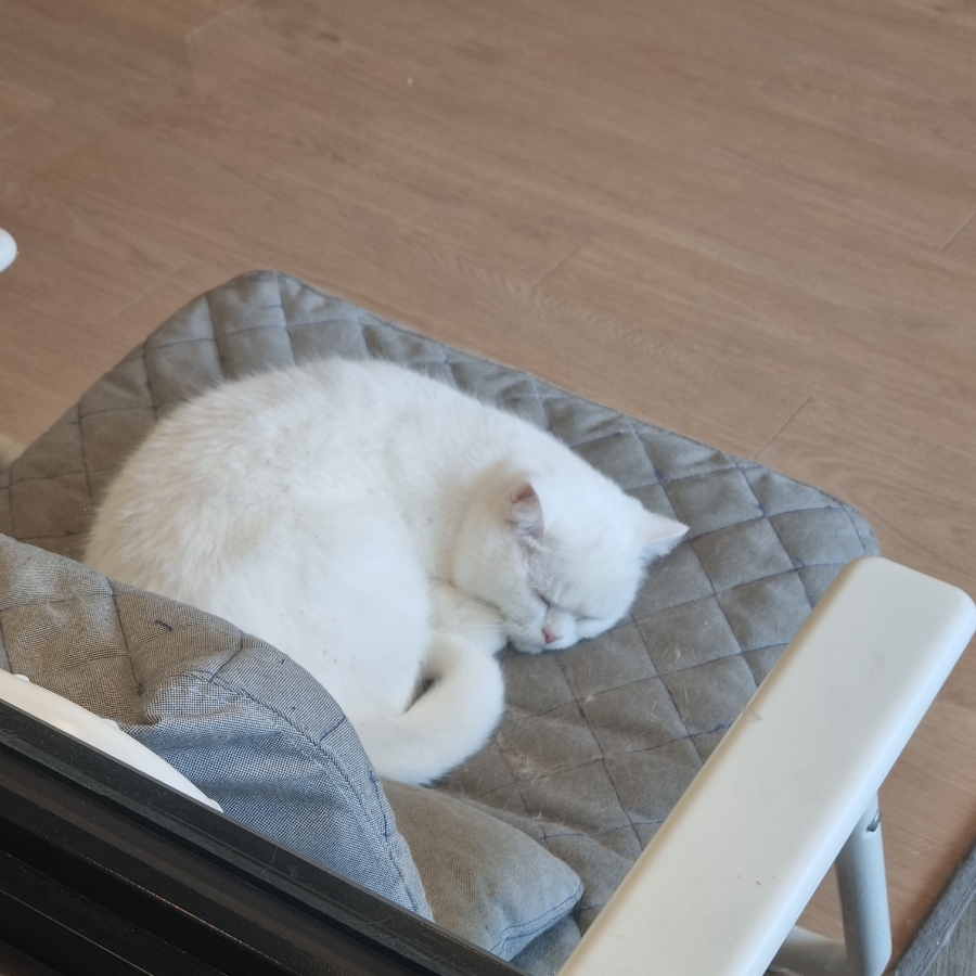 힐냥이 사진 4