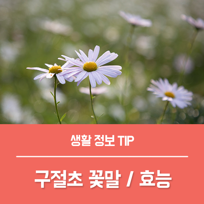  구절초 꽃말과 구절초 효능 4가지
