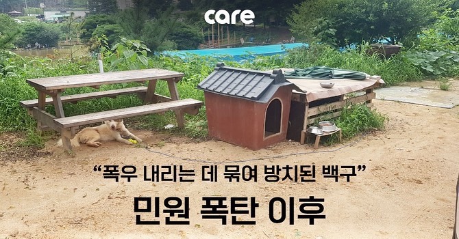  비가 세차게 내리던 날, 밖에 집도 없이 묶여 있던 백구는 케어와 함께 하는 폭탄민원 후 이렇게 되었습니다. 동물권단체케어/ care