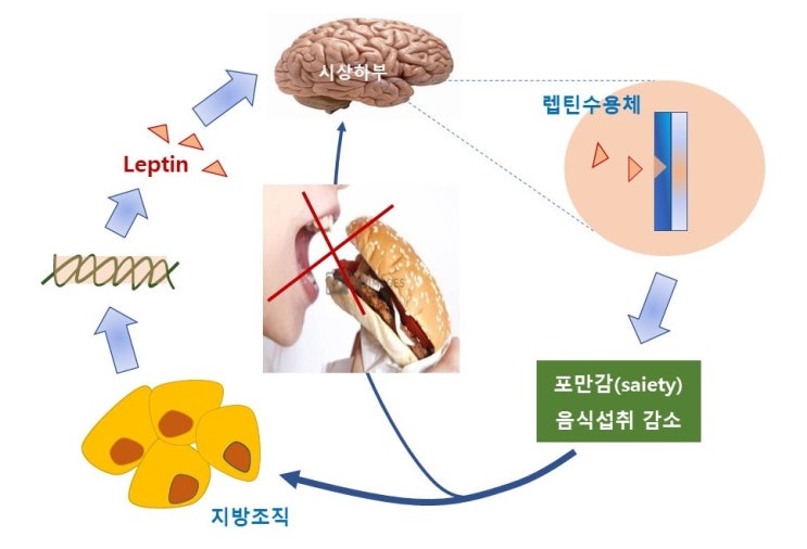  렙틴저항성(leptin resistance)과 인슐린저항성, 뇌의 당뇨, 치매(dementia)와 운동
