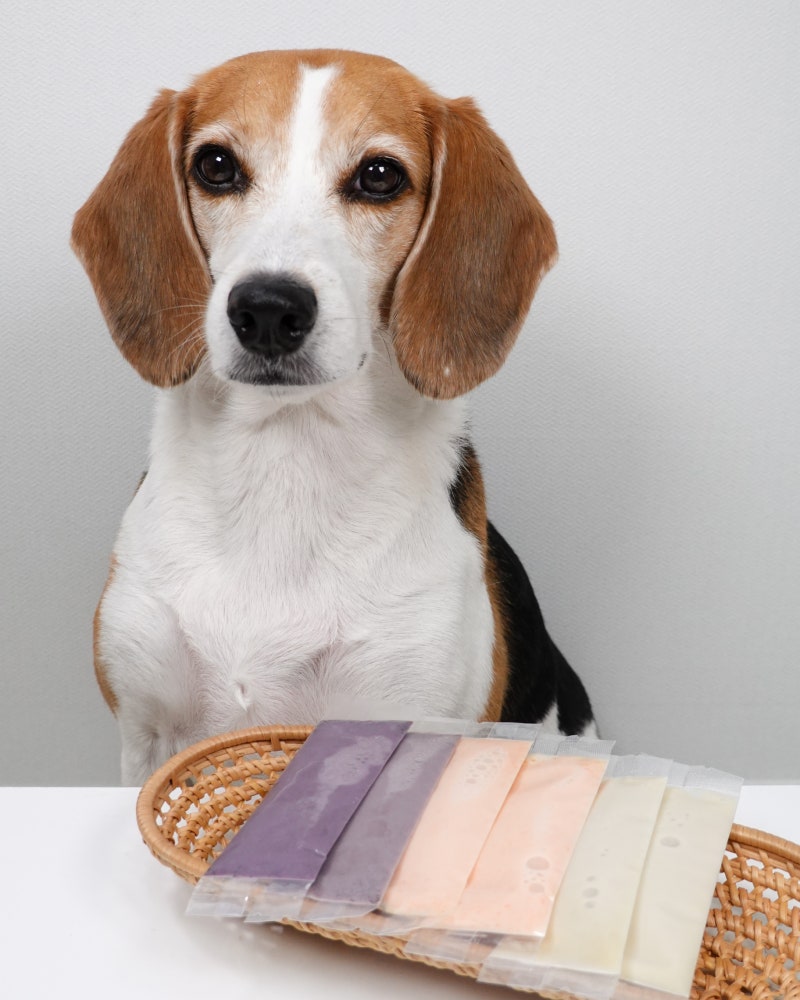 고양이가 아이스크림 먹어도 되나요 | TikTok, image size:800x1000