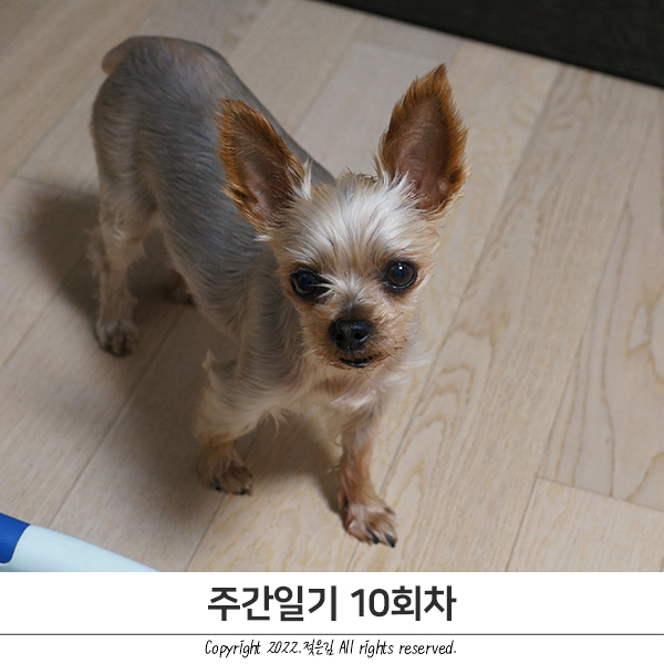 주간일기 10회차 : 부랴부랴 2 주간일기 10회차 : 부랴부랴 2