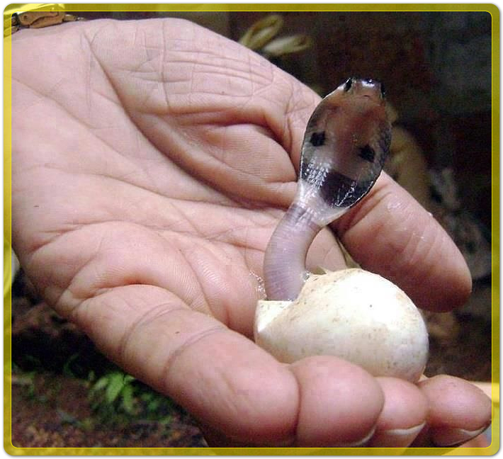 알에서 갓 태어난 새끼 코브라, 맹독성 코브라 이야기