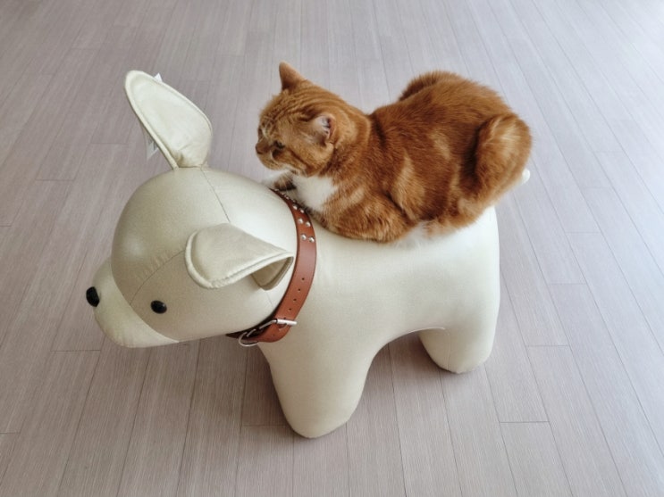  강아지와 고양이 합사 가능한 걸까? 견묘지간에 대해서 알아보자
