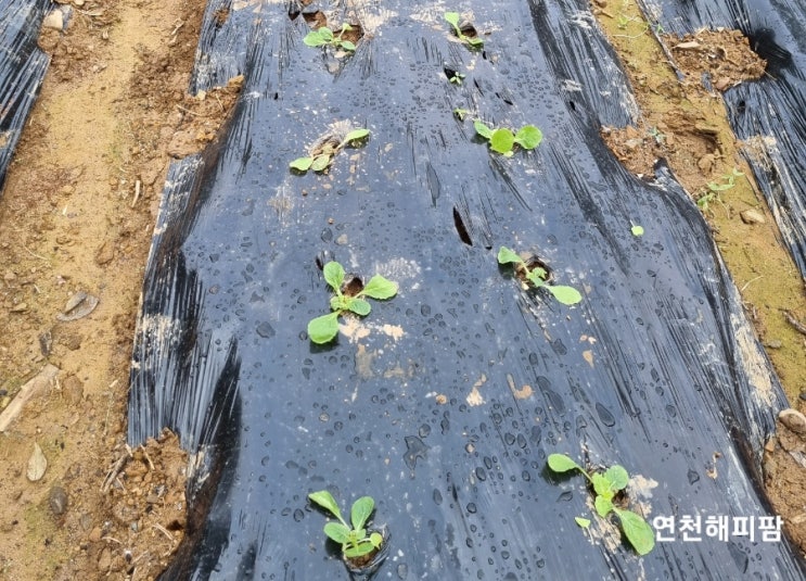  청양고추 꽈리고추수확 김장배추심기