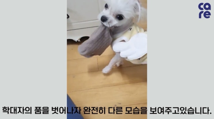  은평구 요요학대 할머니 사건 속 말티즈와 포메는 많이 자랐습니다. 동물권단체케어/ care