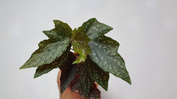  목베고니아 씨에리엔젤 베고니아 키우기 마마스토분 How to Grow Cerely Angel Begonia