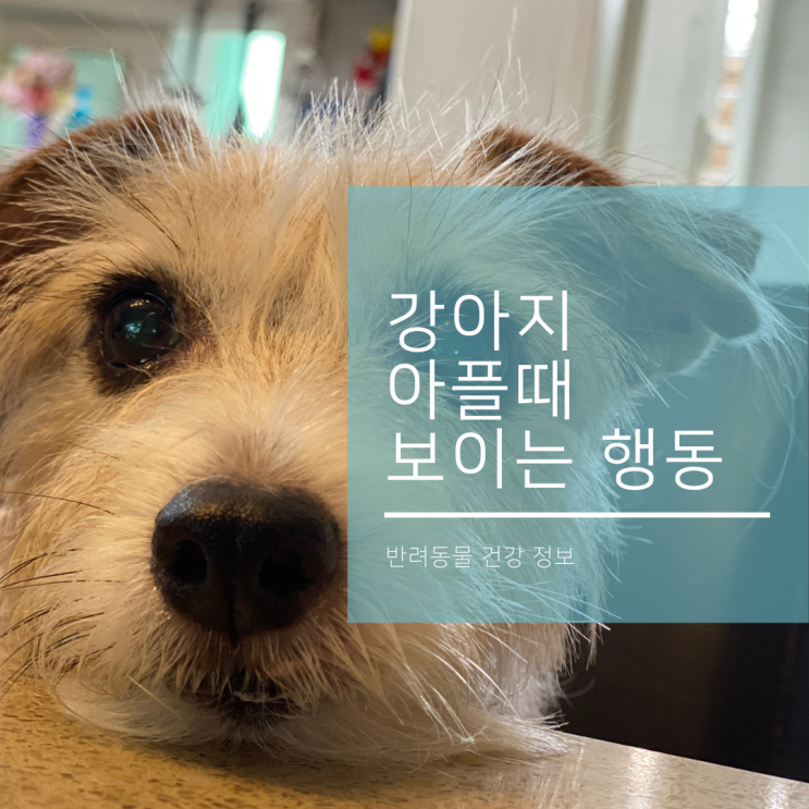  강아지 아플 때 보이는 행동과 응급상황
