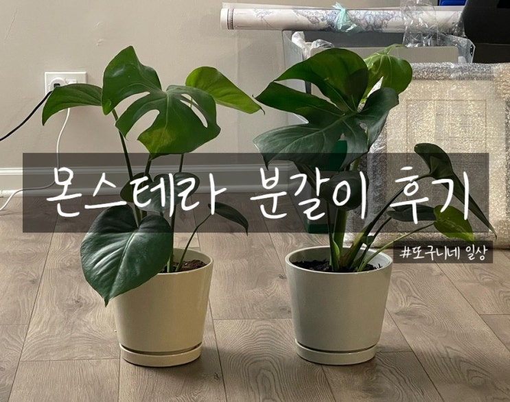  몬스테라 키우기, 몬스테라 분갈이 후기