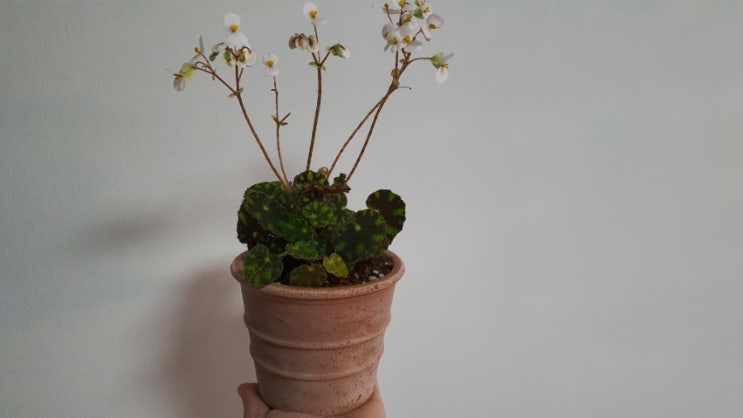  방에서키우는식물 속눈썹을 닮은 베고니아 타이거 베고니아 키우기 How to Grow Begonia bowerae Tiger Paws