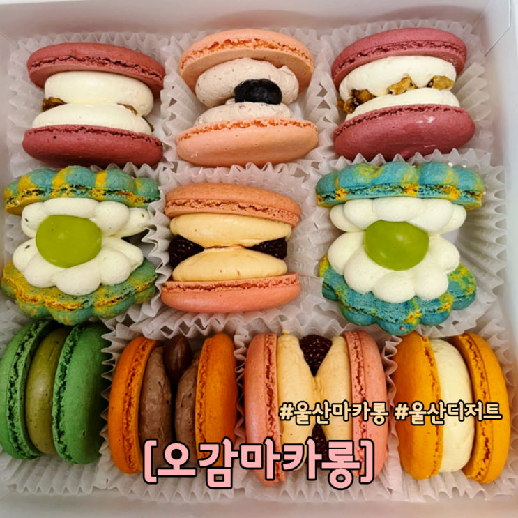  울산 마카롱 맛집 달동 오감마카롱