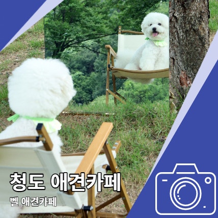 청도 벨애견카페 대구 부산 근교 넓은 운동장 애카 청도 벨애견카페 대구 부산 근교 넓은 운동장 애카