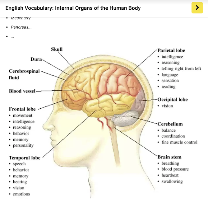 [영어] 뇌(Brain)의 각 부분의 명칭과 기능