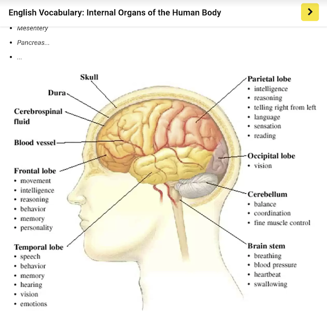  [영어] 뇌(Brain)의 각 부분의 명칭과 기능