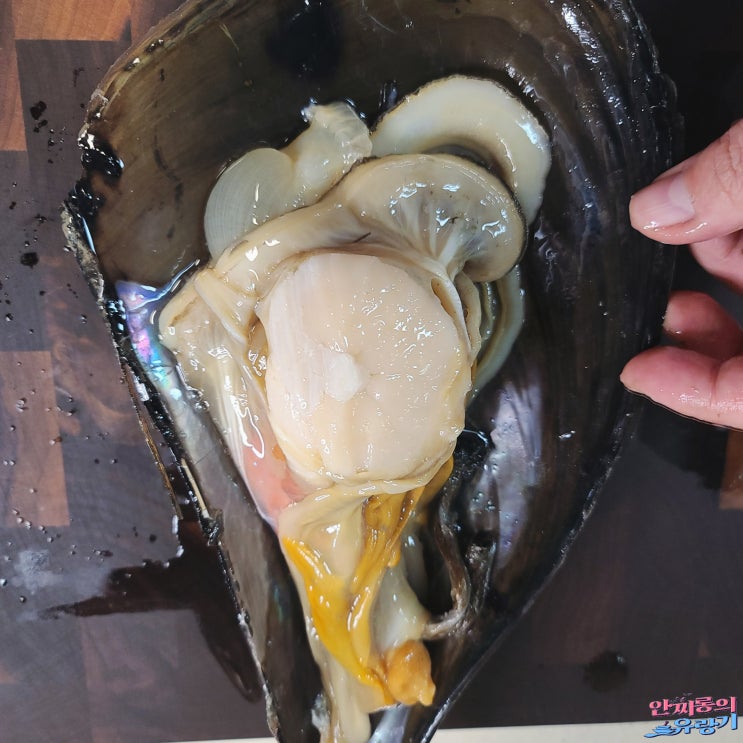 4월제철해산물 키조개 손질법 키조개 관자요리 삼합 먹는법