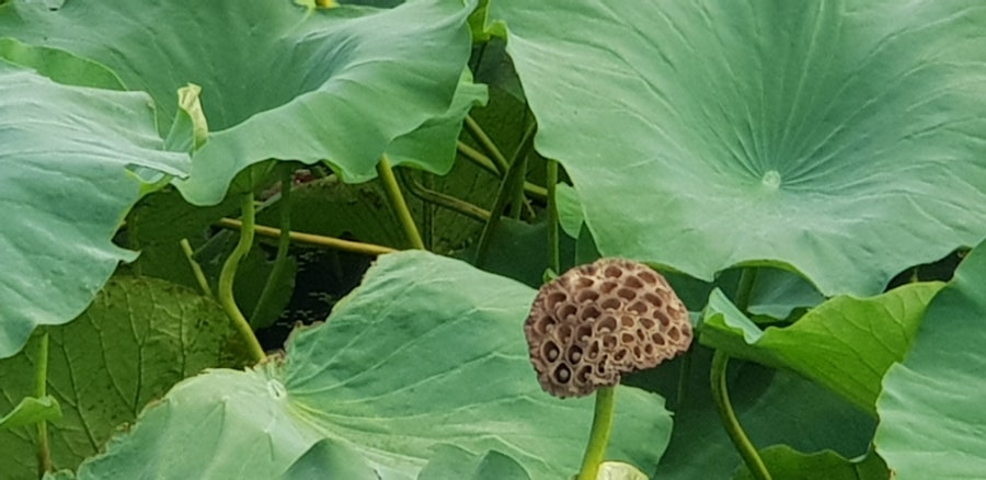 해창제 사진 3