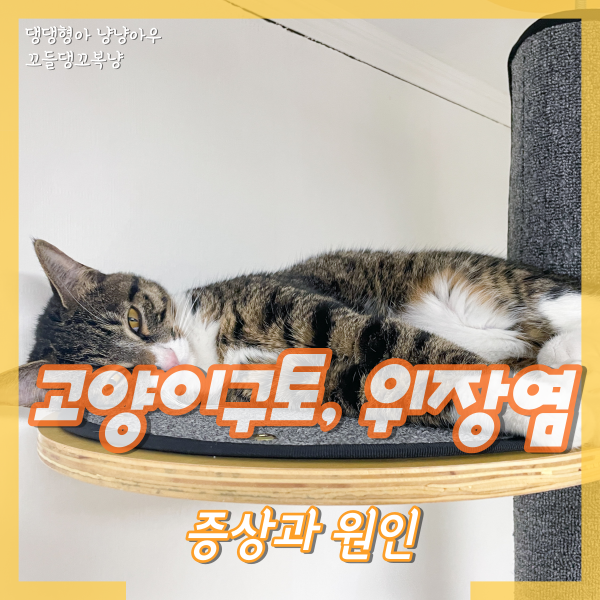  고양이 구토, 위장염 진단받은 꼬복이 (증상과 원인)