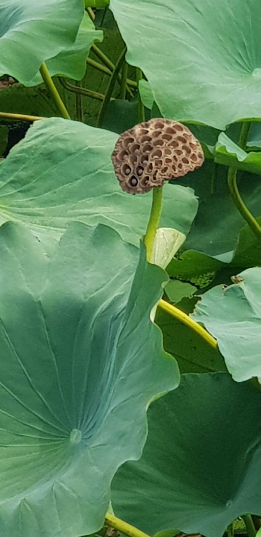 해창제 사진 4