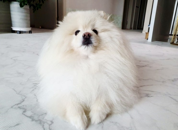  강아지 훈련 필요 유무와 시기 알아보아요