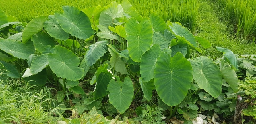 해창제 사진 2