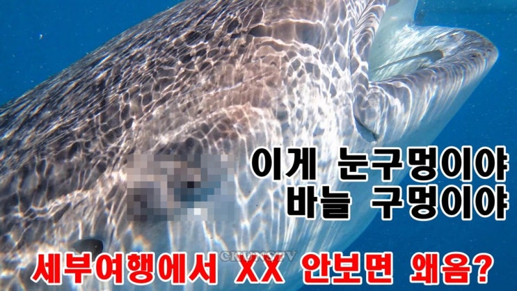  세부가이드 자유여행인데도 패키지처럼 가이드가 필요한 이유