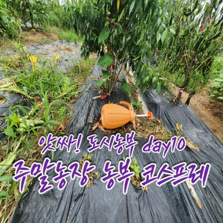 앗싸! 도시농부 Day10(상반기 마무리)